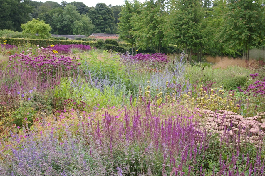 perennial meadow Scampston.JPG
