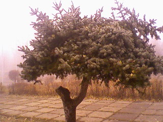 Photo-0222.jpg