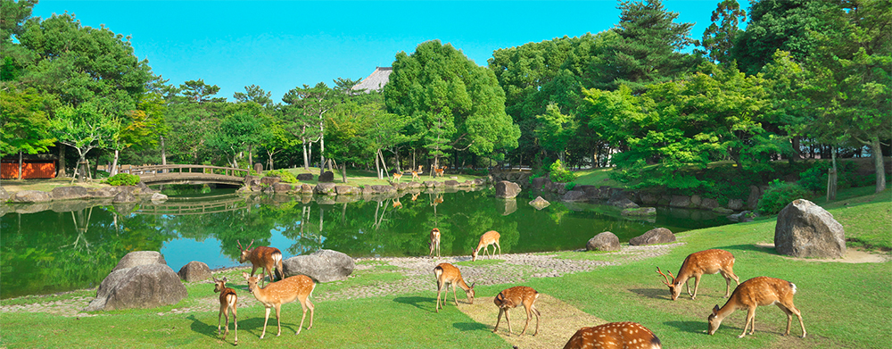 pic_nara19.jpg