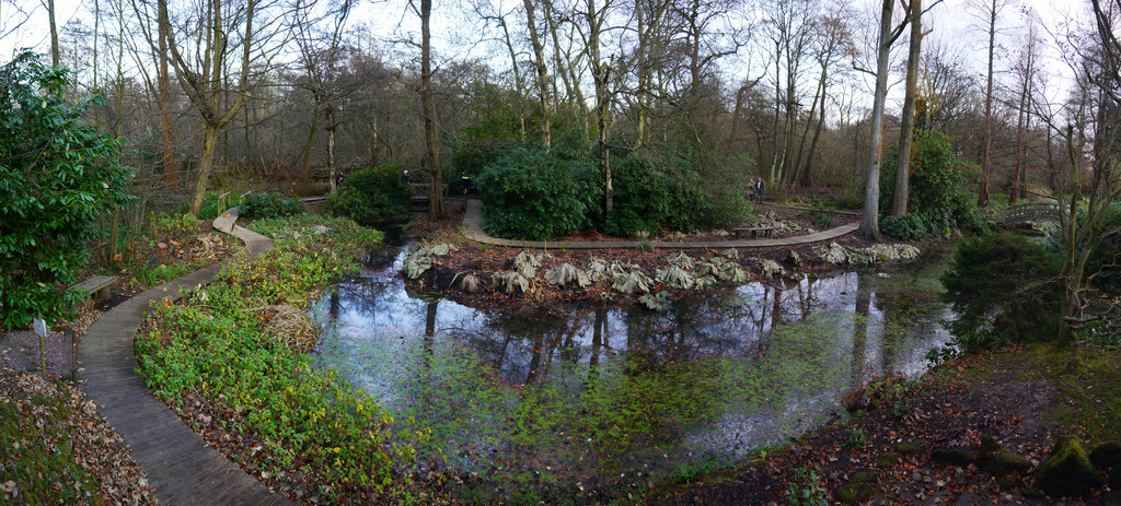 Pond_at_Winterbourne_Botanic_Garden,_Edgbaston_-_geograph.org.uk_-_3779650.jpg