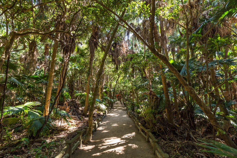 rain-forest-park-aoshima-shrine-miyazaki-japan-89396343.jpg