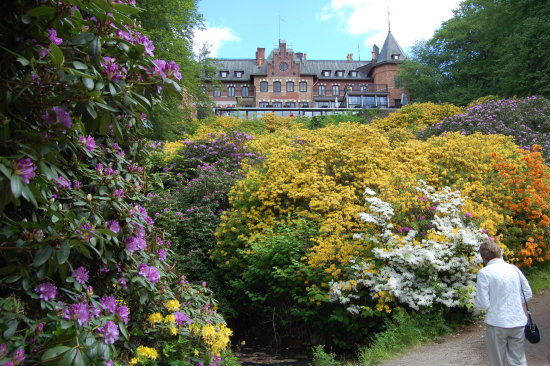 rhodies at sofiero.jpg