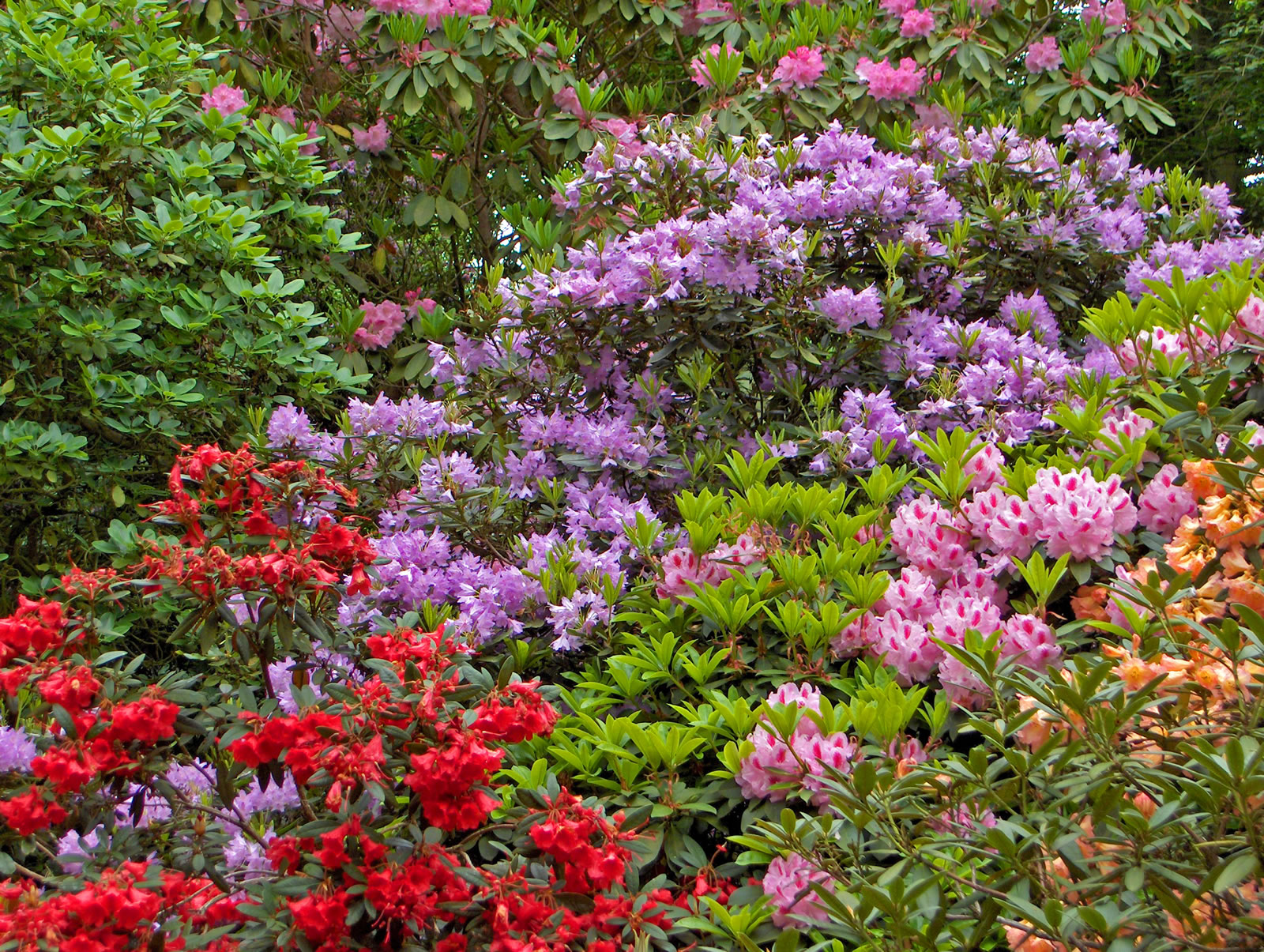 rhododendron2.jpg