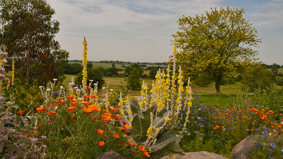 RHS-Garden-Hyde-Hall-915px.jpg