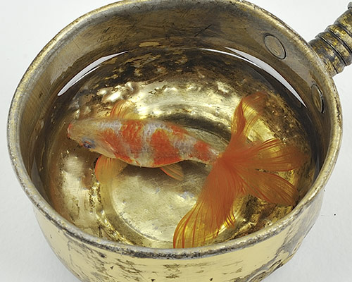 riusuke-fukahori-goldfish-at-joshua-liner-gallery-designboom-500.jpg