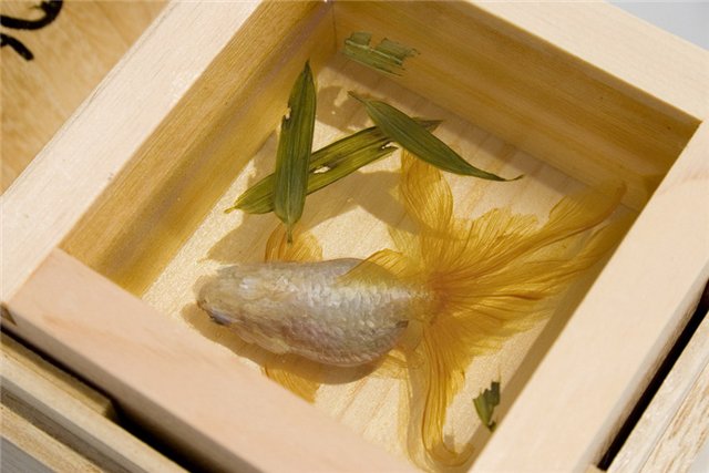 Riusuke Fukahori0089344bc21c.jpg
