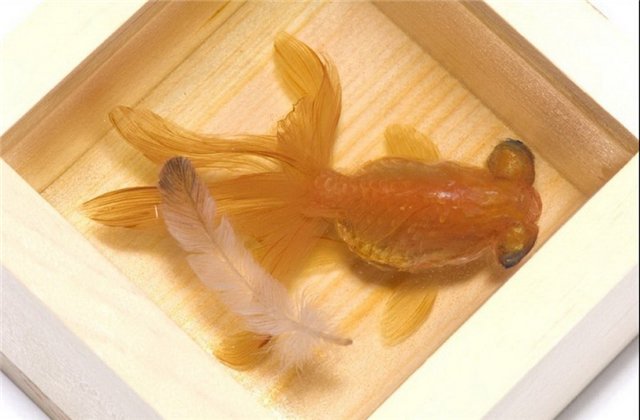 Riusuke Fukahorif340d5a059a3.jpg