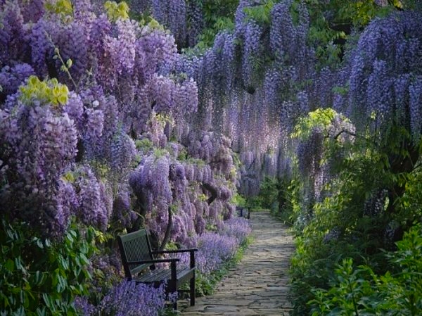 sad-cvetov-Kavati-Fudzi-Kawachi-Fuji-Garden.jpg