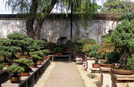 sady-suzhou-bonsaj.jpg