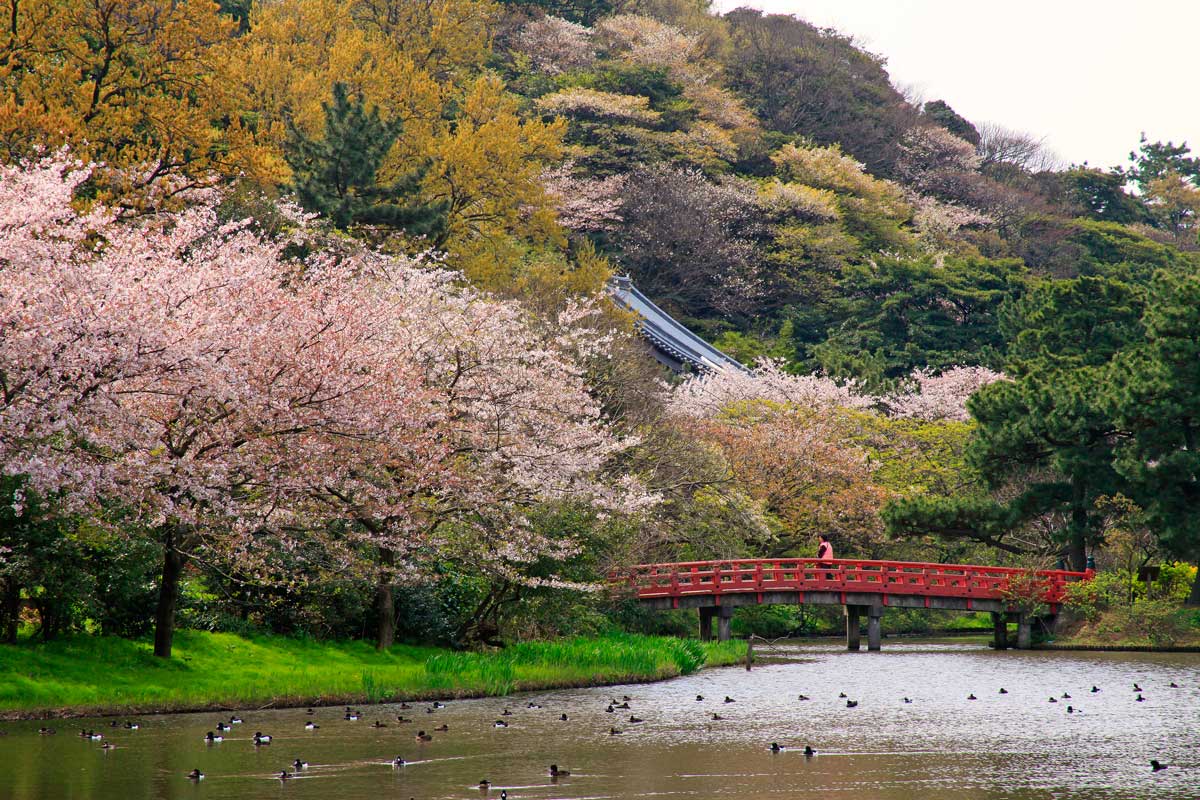 Sankeien-Cherry-Blossoms.jpg