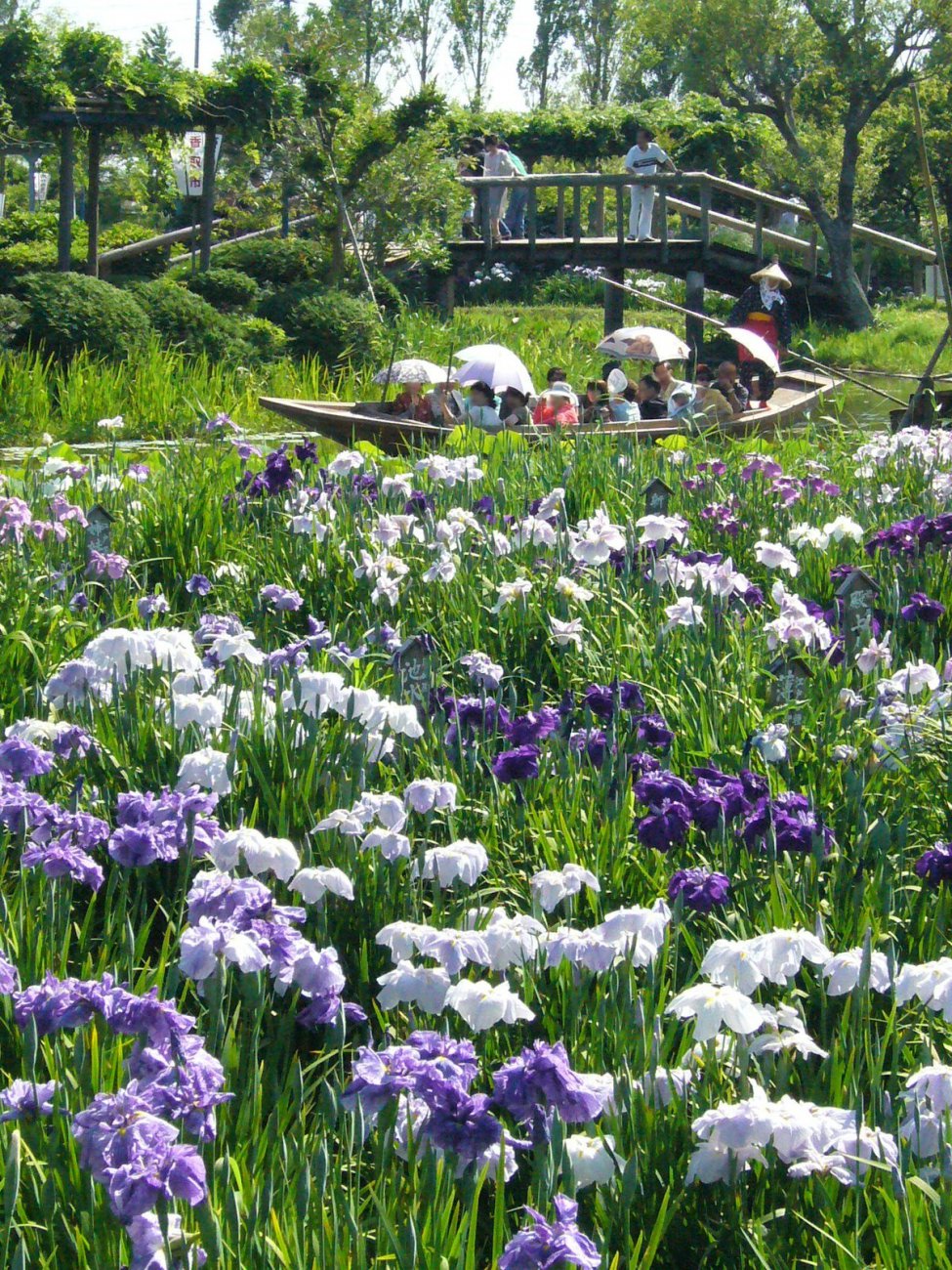 Sawara-aquatic-botanical-garden,iris,katori-city,japan.JPG