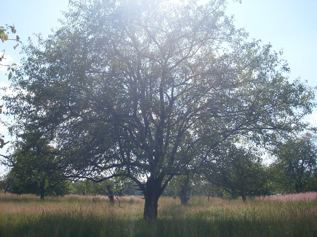 SDC10001_.jpg
