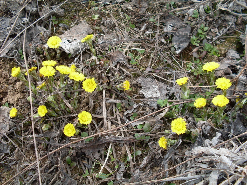 SDC10008.JPG
