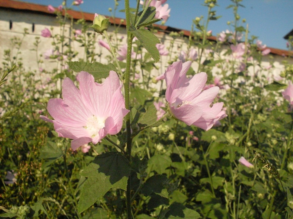 SDC10009_.jpg