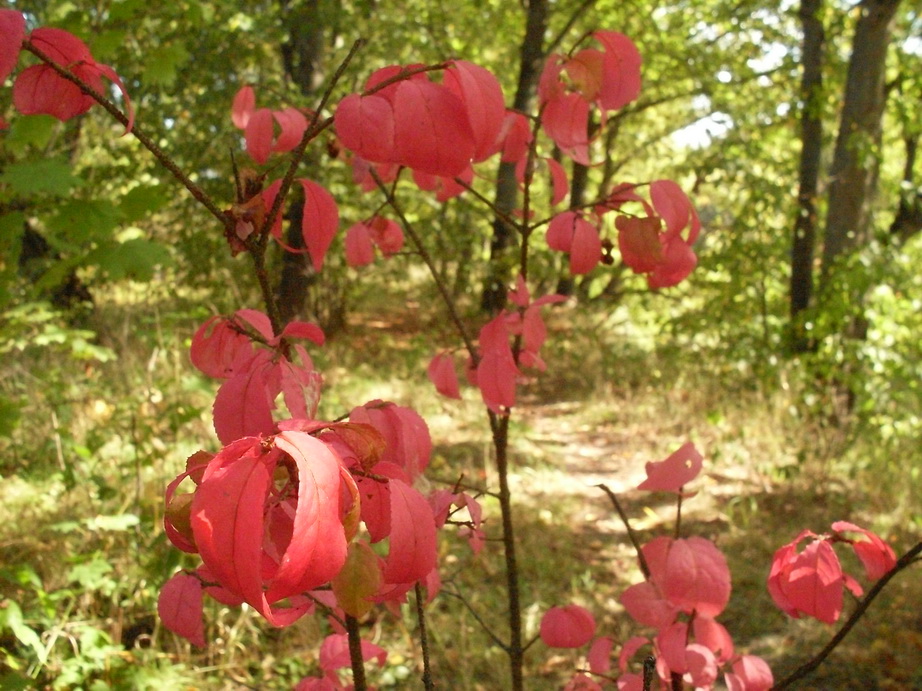 SDC10009_.jpg