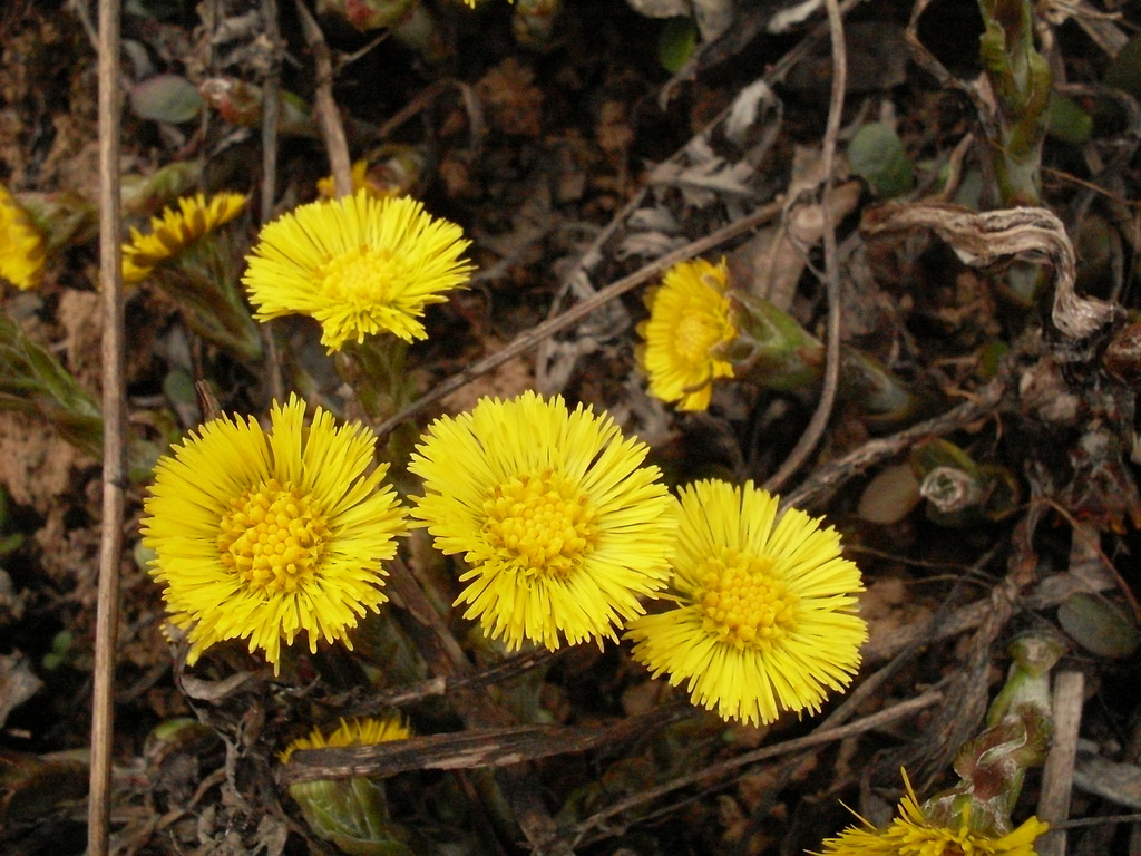 SDC10010.JPG