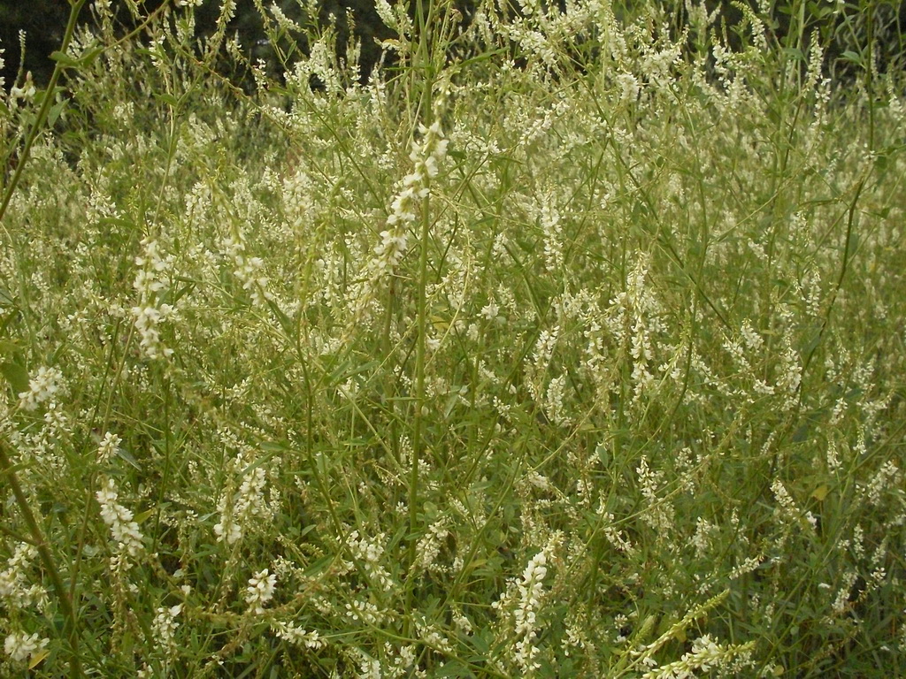 SDC10013.JPG