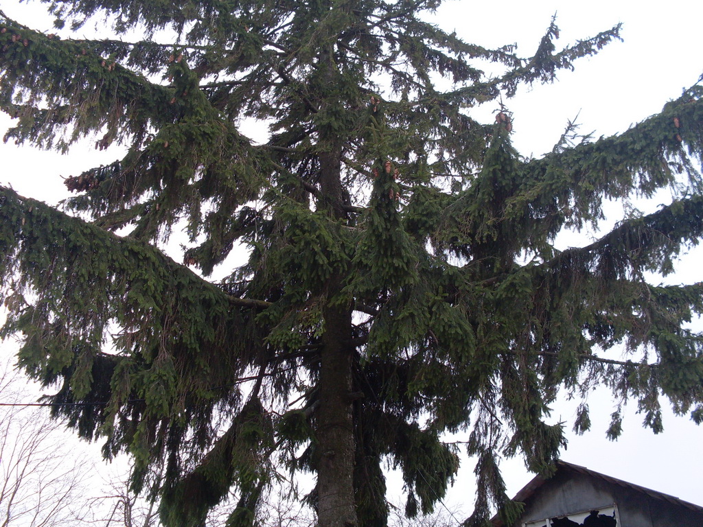 SDC10014.JPG