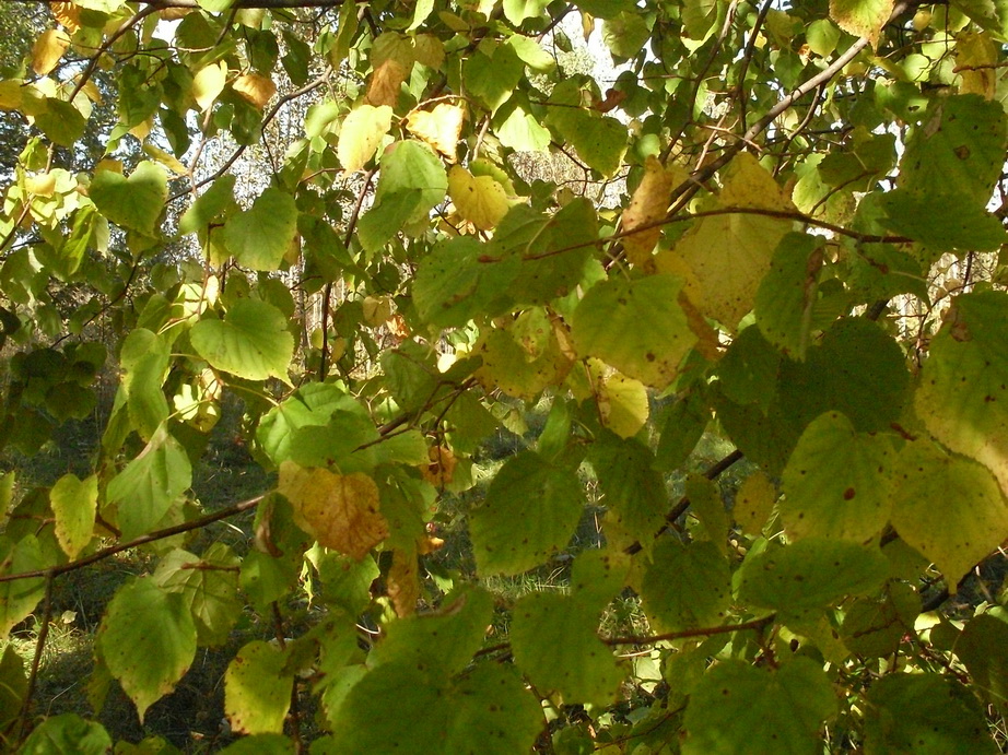 SDC10017_.jpg