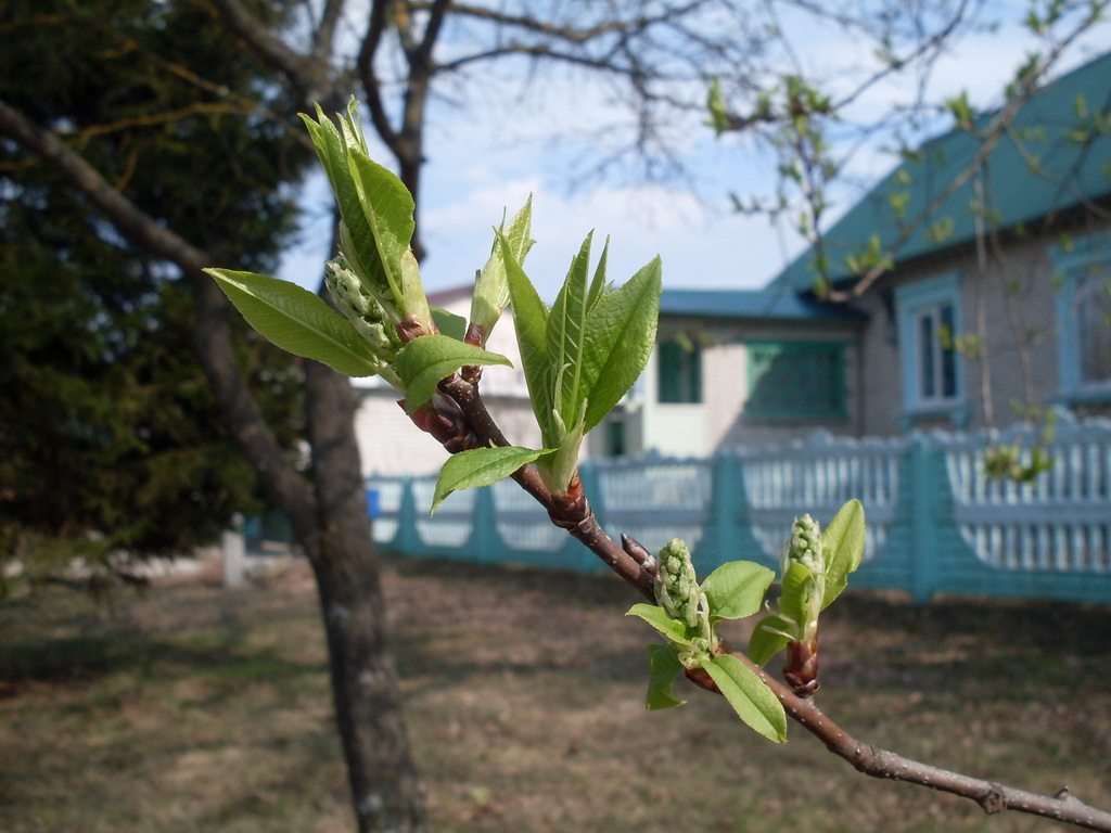 SDC10019.JPG