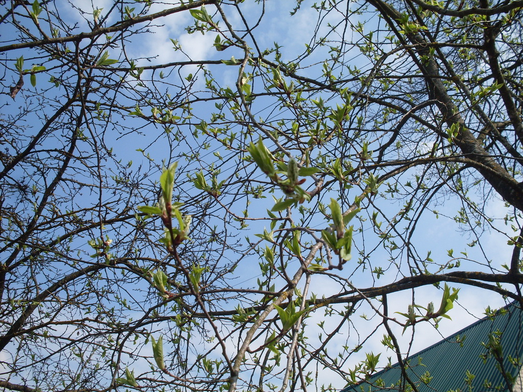 SDC10021.JPG