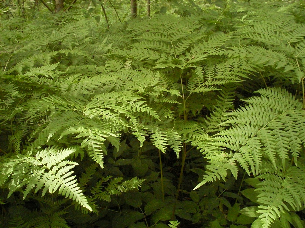 SDC10025.JPG