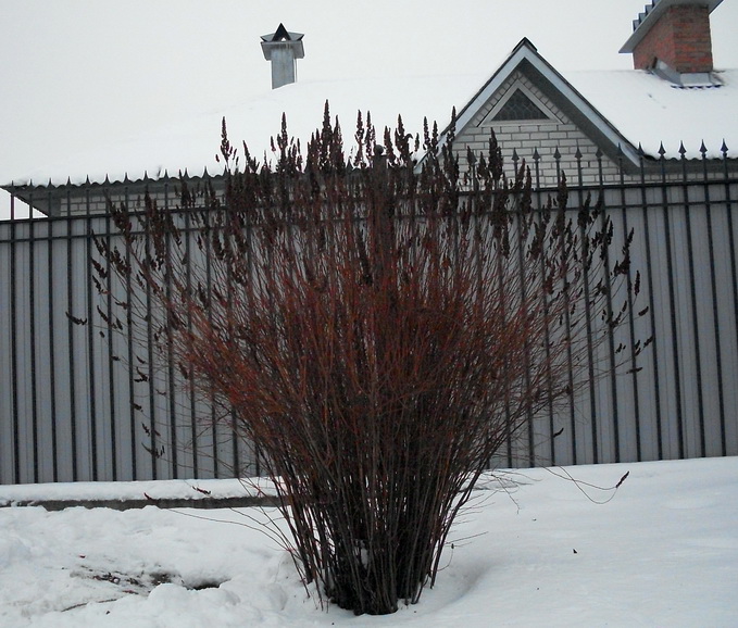 SDC10025.JPG