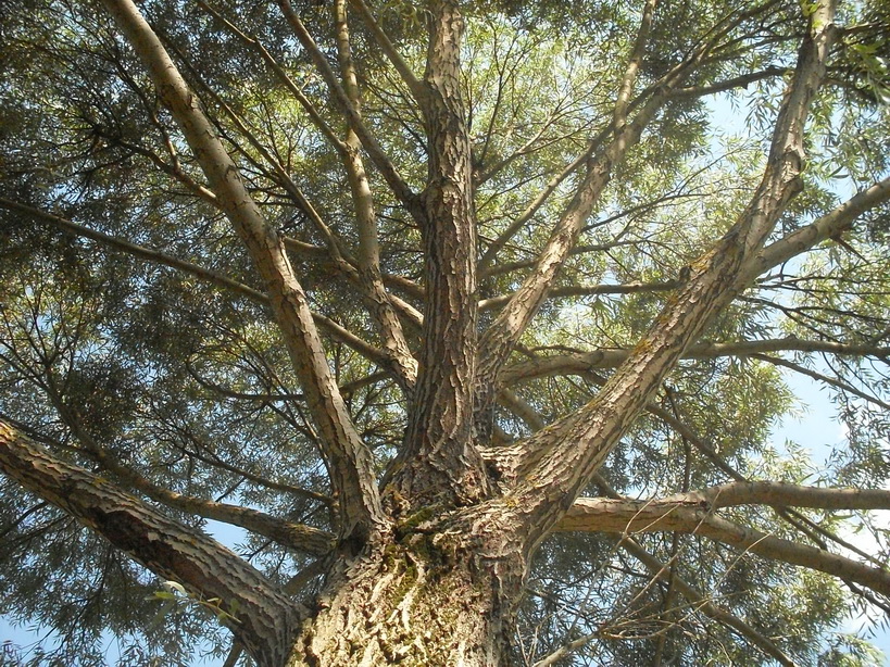 SDC10027.JPG
