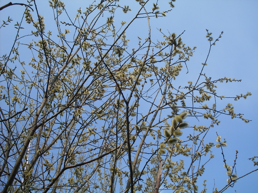 SDC10030.JPG