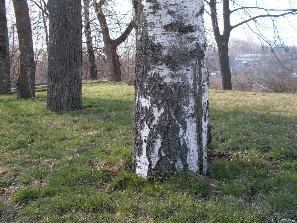 SDC10031.JPG