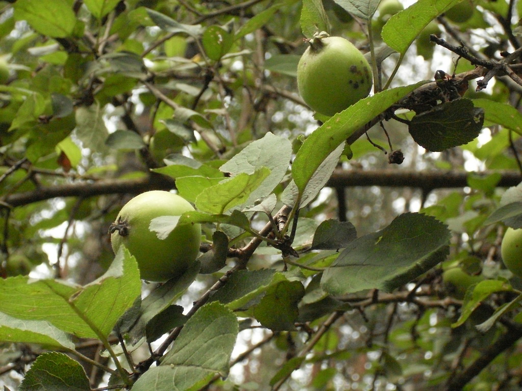 SDC10032.JPG
