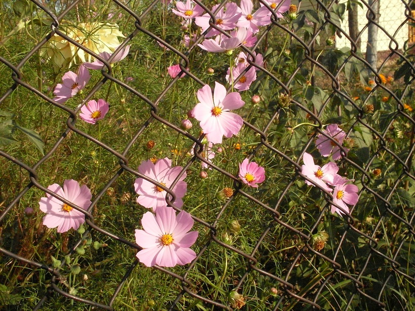 SDC10032_.jpg