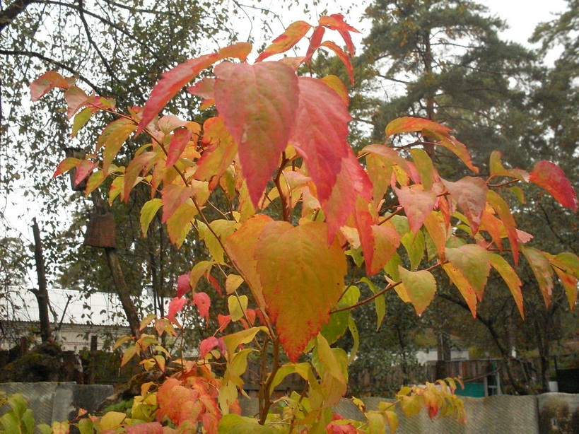 SDC10032_.jpg
