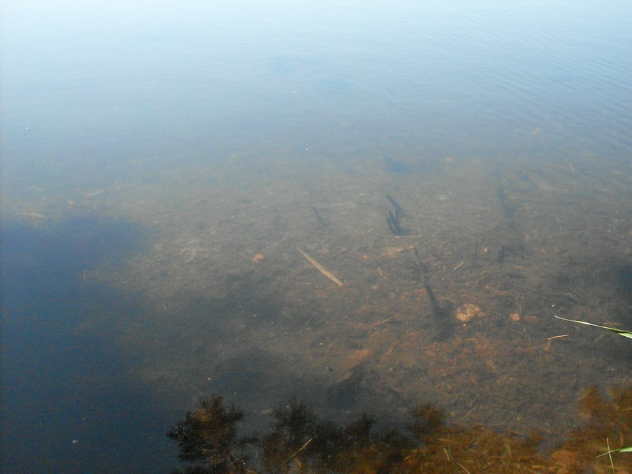 SDC10036.JPG