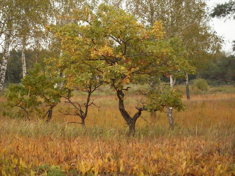 SDC10038_.jpg