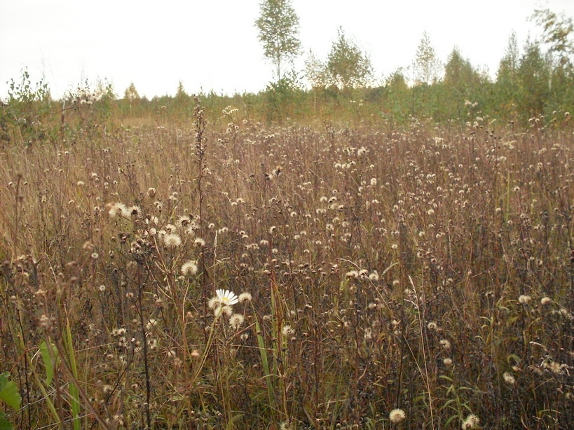 SDC10039_.jpg