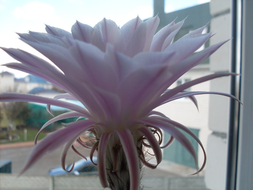 SDC10043_.jpg