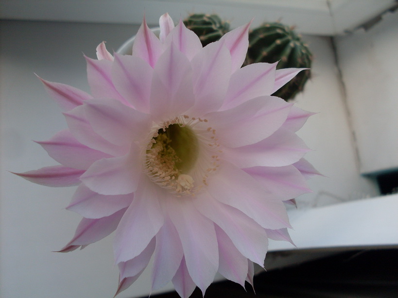 SDC10045_.jpg