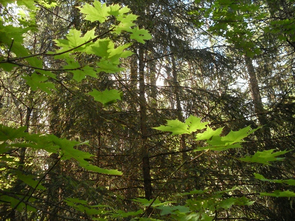 SDC10049.JPG