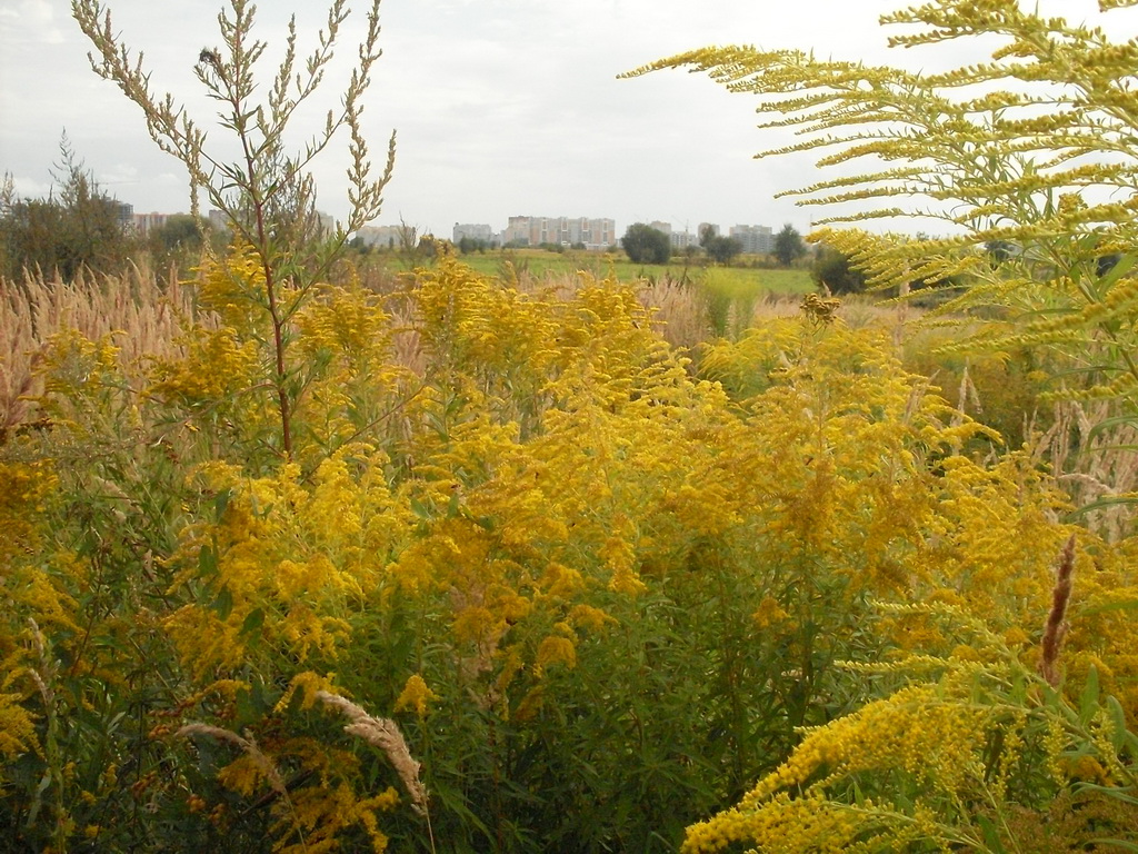 SDC10052_.jpg