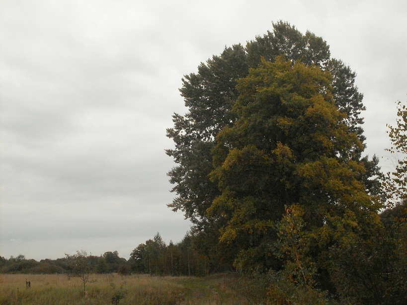 SDC10054_.jpg