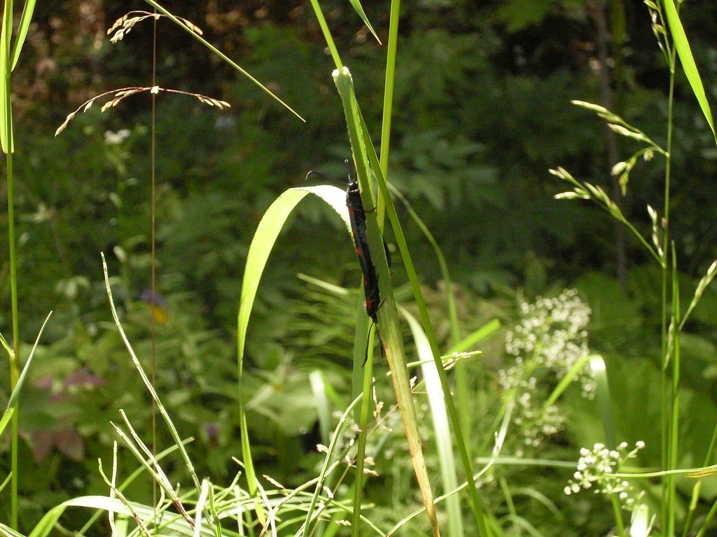 SDC10058.JPG