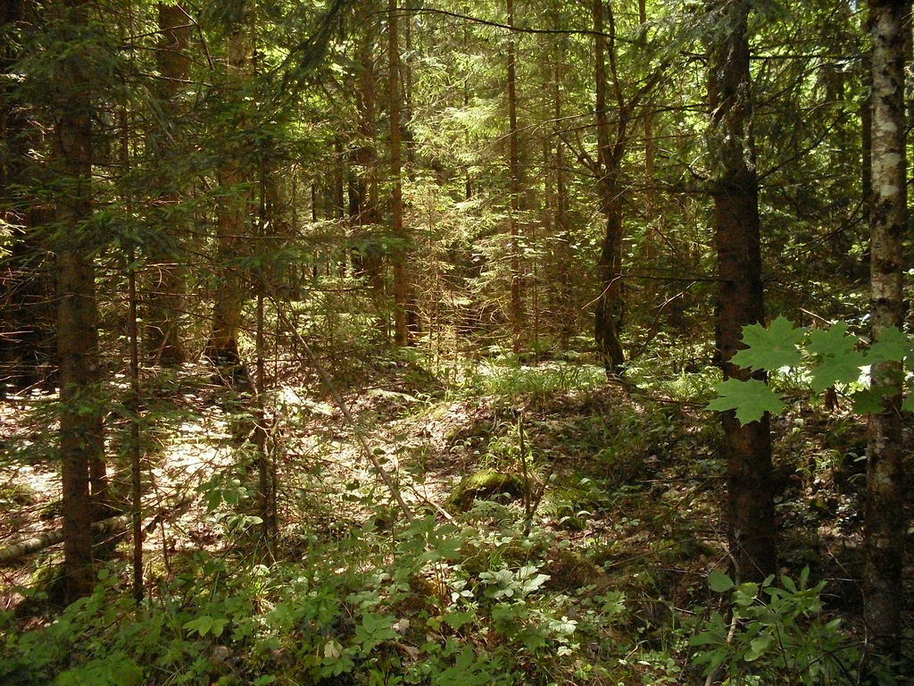 SDC10060.JPG
