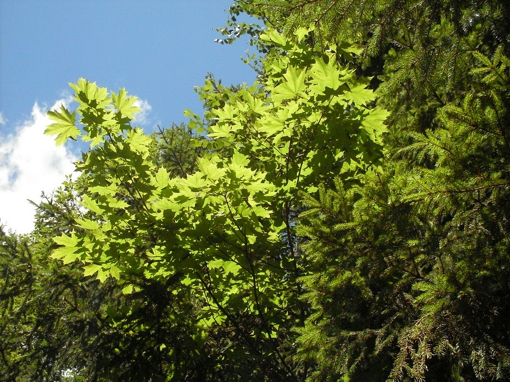 SDC10063.JPG