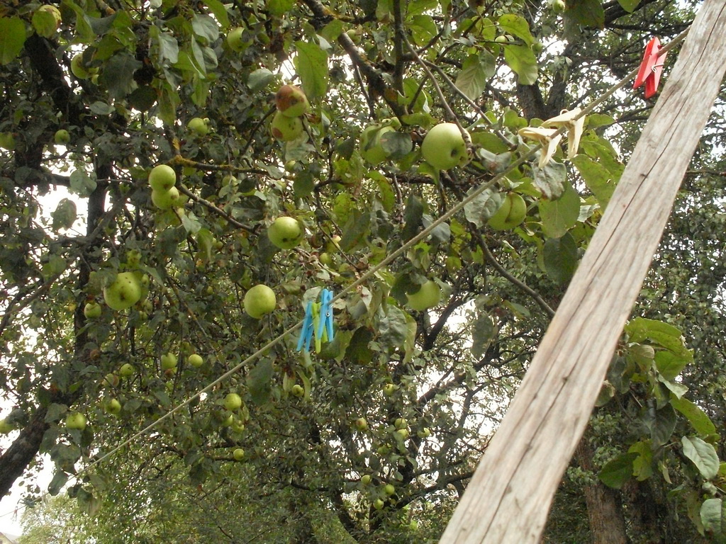 SDC10065_.jpg