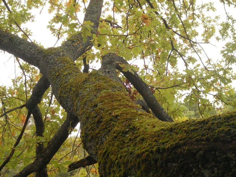 SDC10068_.jpg