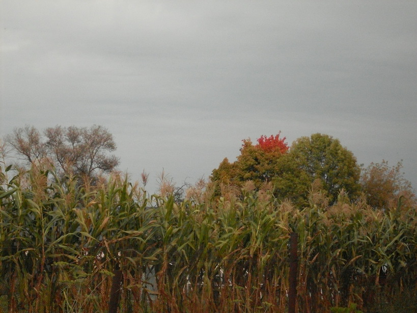 SDC10075_.jpg
