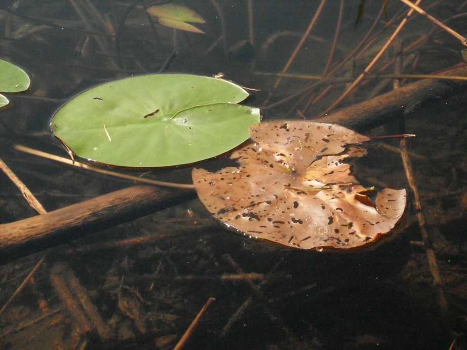 SDC10080.JPG