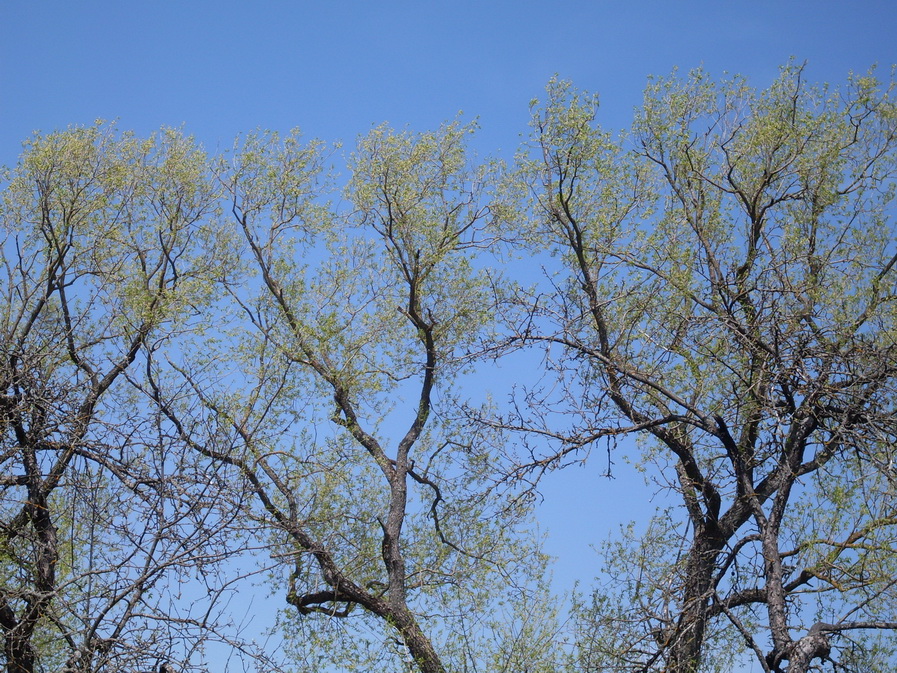 SDC10083.JPG