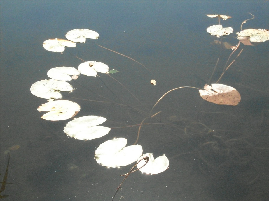 SDC10086.JPG